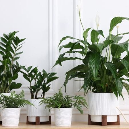 Plant Variety Right