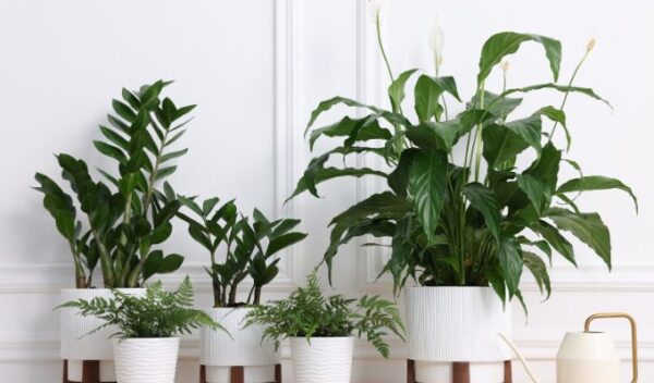 Plant Variety Right
